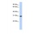Western Blot: 14-3-3 sigma/Stratifin Antibody [NBP1-58147] - This Anti-SFN antibody was used in Western Blot of Transfected 293T   tissue lysate at a concentration of 1ug/ml.